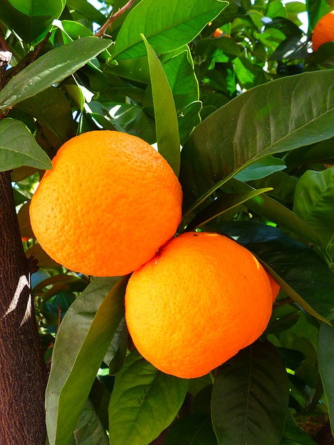 oranges-5383_640